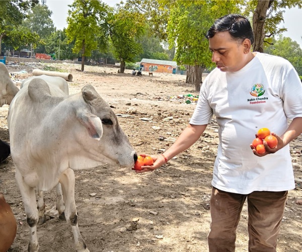 NCF volunteer feeding rescued cow — cow welfare programme